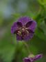 Gentaurea montana Joyce